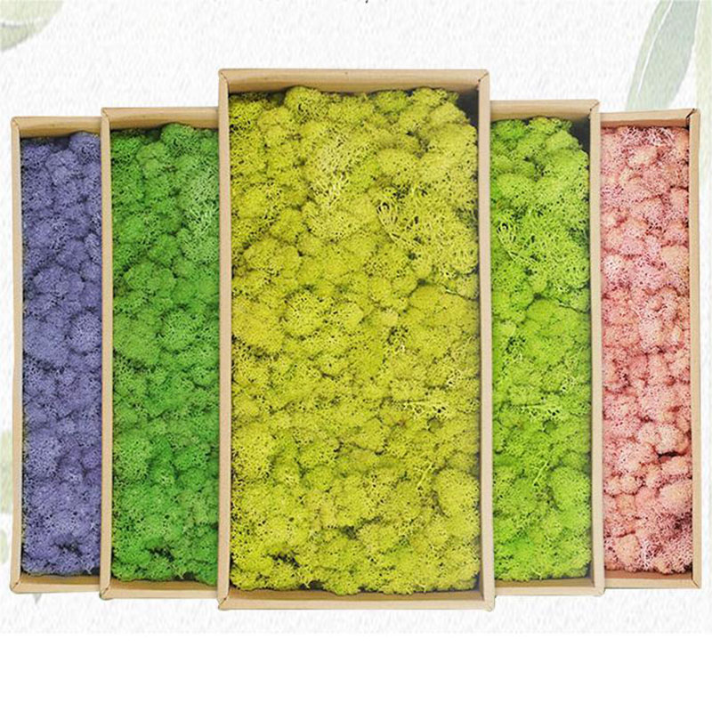 20g Artificial Green Moss Plan - Sphagnum Moss Dry ulasan dan harga
